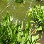 Alisma plantago-aquatica Fuelha