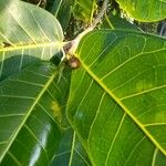 Ficus aurea Цветок