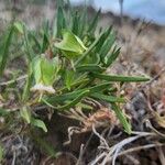 Trichodesma marsabiticum Flower