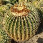 Ferocactus cylindraceus Leaf