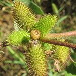 Xanthium strumarium Frucht