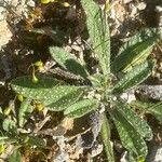 Echium asperrimum Leaf
