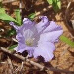 Bonamia spectabilis Blüte