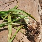 Allium roseum Leaf