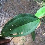 Miconia elata 葉