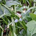 Allium paradoxum Flor