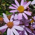 Senecio roseiflorus Flower