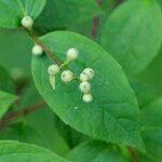 Philadelphus hirsutus Flor