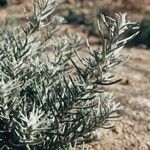 Helichrysum italicumFulla