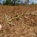 Themeda quadrivalvis Fruit