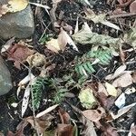 Polystichum aculeatum Likasa