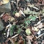 Polystichum aculeatum Blad