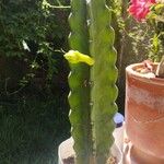 Cereus jamacaru List
