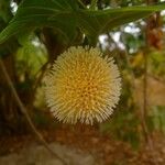 Nauclea latifolia 花