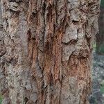 Allocasuarina torulosa Schors