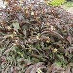 Diervilla lonicera عادت داشتن