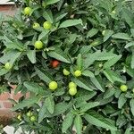 Solanum pseudocapsicum Froito