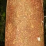 Macoubea guianensis Кора