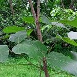 Butea monosperma Frunză