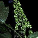 Oplopanax horridus 花