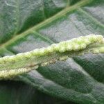 Clarisia biflora Fruct