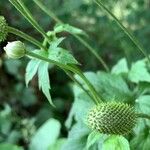 Anemone virginiana Fruit