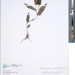 Eriosema lebrunii Other