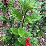 Scutellaria costaricana Leaf