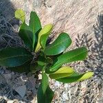 Ochna pulchra Leaf