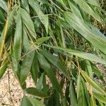 Phyllostachys aurea Folha