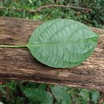 Discoglypremna caloneura Hoja
