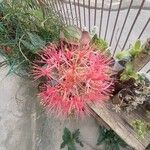 Scadoxus multiflorus ᱵᱟᱦᱟ