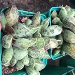 Adromischus cooperi Folha