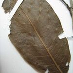 Amanoa guianensis Blad