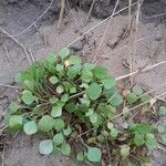 Claytonia rubra Blatt