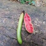 Xylopia aethiopica Φρούτο