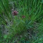 Comarum palustre Habit