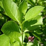 Lonicera conjugialis Habitat