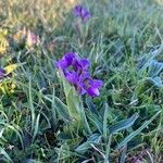 Anacamptis morioFleur