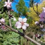 Prunus persicaFlower