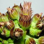 Sempervivum montanum 花