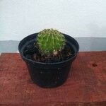 Echinopsis eyriesii Листок