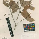 Licania marleneae Otro