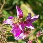 Desmodium canadense Blüte