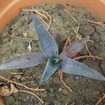 Dyckia marnier-lapostollei Φύλλο