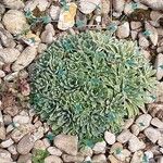 Saxifraga crustata 叶