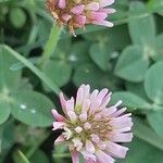 Trifolium fragiferum Çiçek