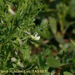 Vicia ervilia Λουλούδι
