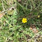 Potentilla pusilla Fiore