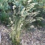 Agrostis stolonifera Habit